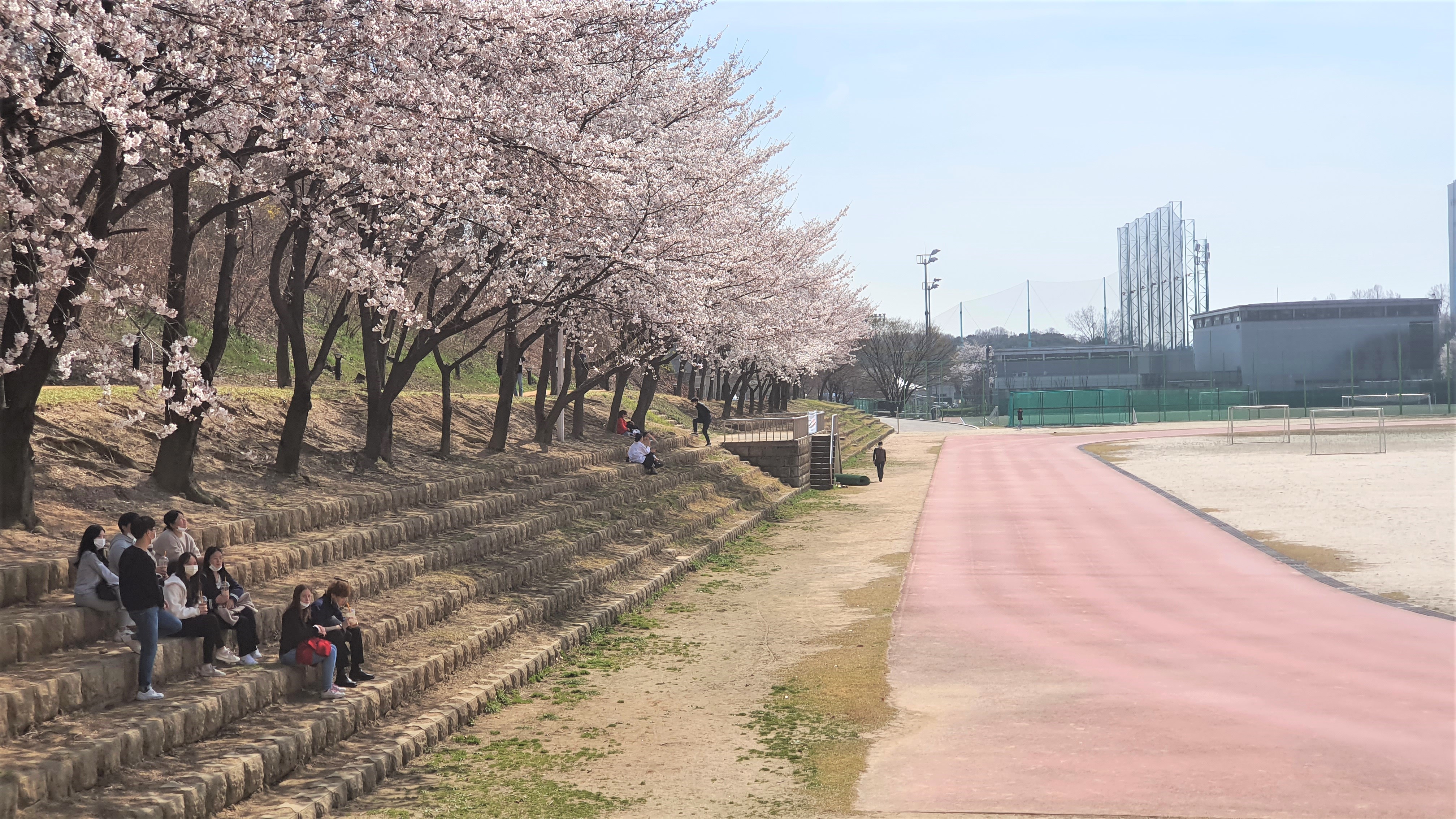 성균관대학교 자연과학캠퍼스 대운동장에 핀 벚꽃