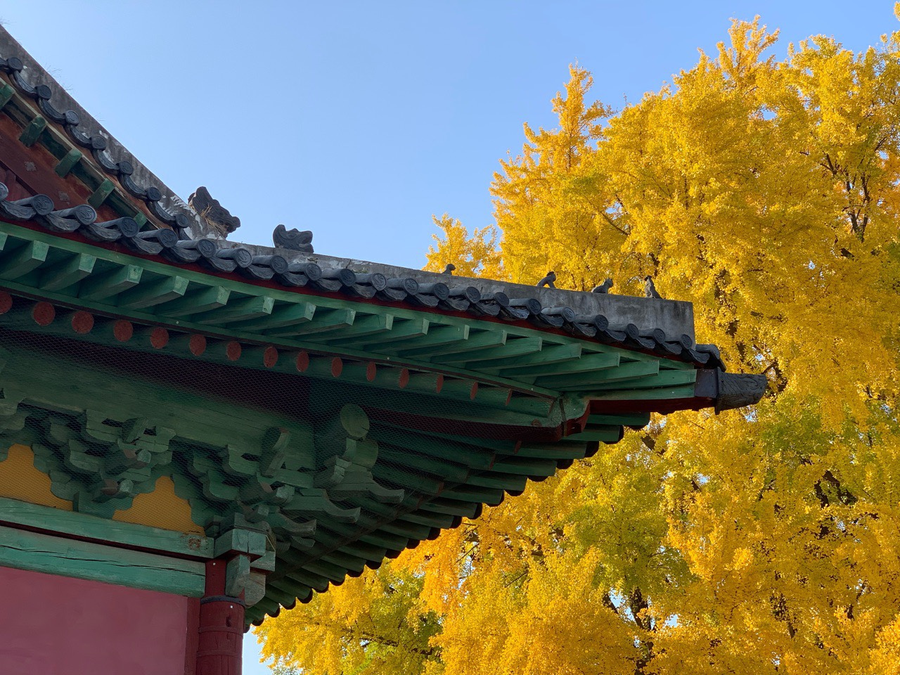 Enjoy Fall in Myeongryun 