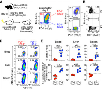 GvHD를 유지시키는 신규 TCF1 발현 CD8 T세포 발견