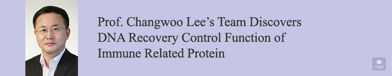 Prof. Changwoo Lee’s Team Discovers DNA Recovery Control Function of Immune Related Protein